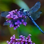 בית נופש La Maison De Madeleine *